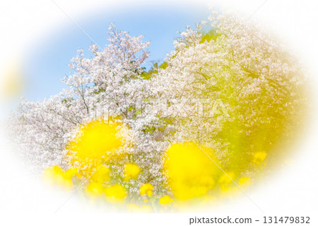 油菜花和櫻花盛開的風景－春天的色彩 131479832