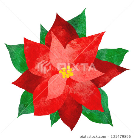 Watercolor illustration of a poinsettia 131479896