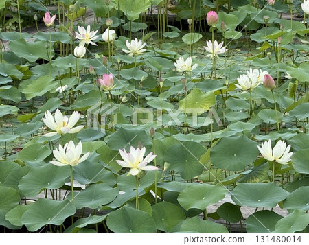 Lotus flower  131480014