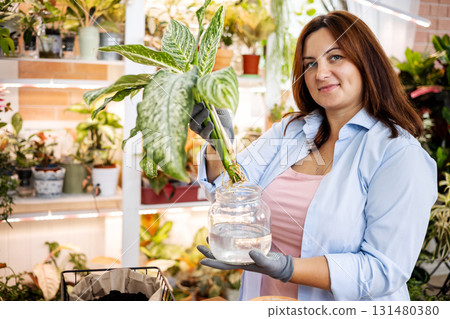Woman gardener replanting aglaonemas in ceramic pots indoor home garden hobby closeup 131480380