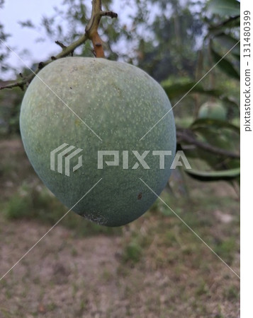 A large, unripe green fruit, possibly a jackfruit, hangs from a tree branch amidst foliage and dappled sunlight 131480399