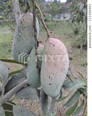 Close-up of unripe green mangoes with some developing blush, hanging from a branch on a tree in a tropical 131480401