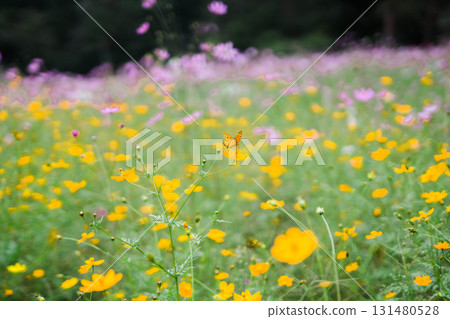 Kibana 宇宙和粉紅色宇宙 131480528