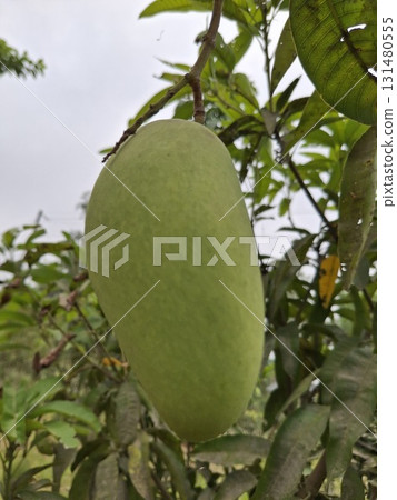A single, unripe green mango hangs from a tree branch, surrounded by lush green leaves A single, unripe green mango hangs from a tree branch, surrounded by lush green leaves 131480555