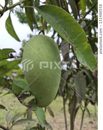 A close-up shot of a single, unripe green mango hanging from a tree branch, surrounded by lush green leaves 131480558