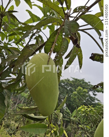 A single, unripe green mango hangs from a branch amidst lush green leaves, with a blurred background of trees 131480560