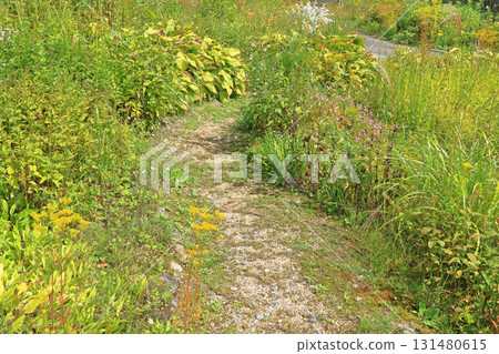 白馬五龍滑雪場的秋季埃斯卡爾花園 白馬五龍滑雪場的秋季埃斯卡爾花園 131480615