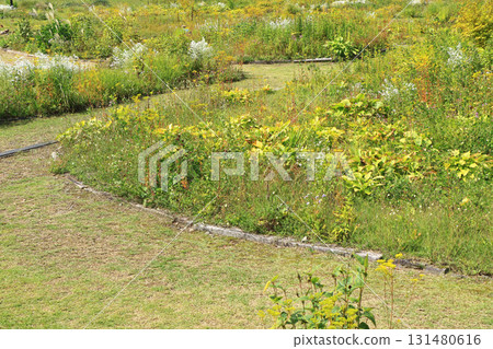 白馬五龍滑雪場的秋季埃斯卡爾花園 白馬五龍滑雪場的秋季埃斯卡爾花園 131480616