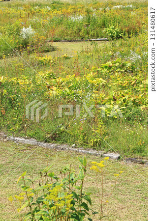 白馬五龍滑雪場的秋季埃斯卡爾花園 白馬五龍滑雪場的秋季埃斯卡爾花園 131480617