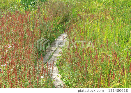 白馬五龍滑雪場的秋季埃斯卡爾花園 白馬五龍滑雪場的秋季埃斯卡爾花園 131480618