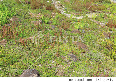白馬五龍滑雪場的秋季埃斯卡爾花園 131480619