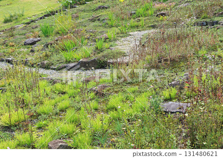 白馬五龍滑雪場的秋季埃斯卡爾花園 131480621
