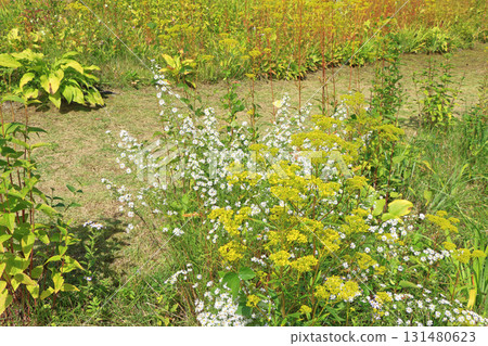 白馬五龍滑雪場的秋季埃斯卡爾花園 白馬五龍滑雪場的秋季埃斯卡爾花園 131480623
