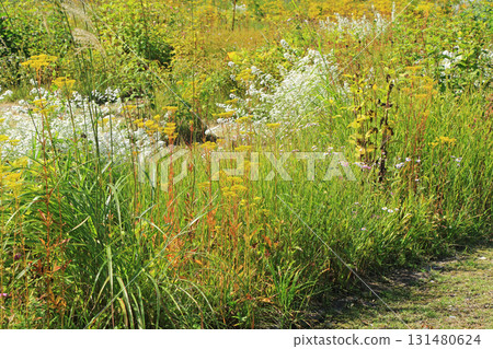 白馬五龍滑雪場的秋季埃斯卡爾花園 白馬五龍滑雪場的秋季埃斯卡爾花園 131480624