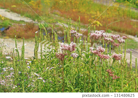 白馬五龍滑雪場的秋季埃斯卡爾花園 131480625