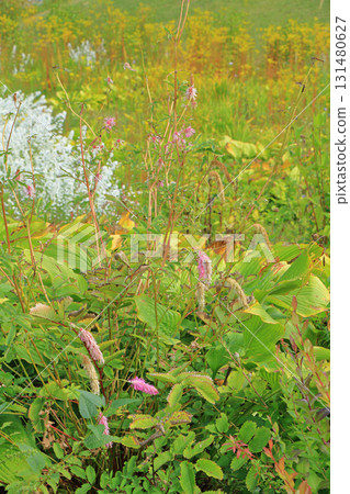 白馬五龍滑雪場的秋季埃斯卡爾花園 白馬五龍滑雪場的秋季埃斯卡爾花園 131480627