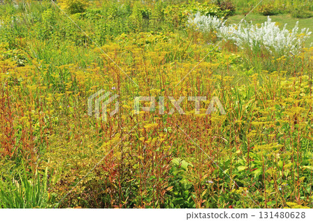 Escal Garden in Autumn at Hakuba Goryu Ski Resort 131480628