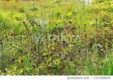白馬五龍滑雪場的秋季埃斯卡爾花園 白馬五龍滑雪場的秋季埃斯卡爾花園 131480630
