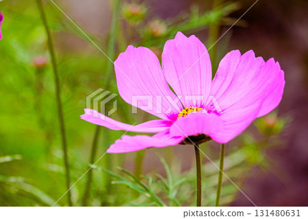 盛開的粉紅色宇宙 131480631