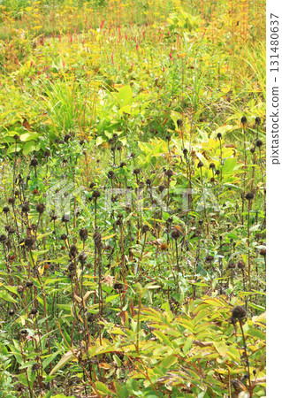 白馬五龍滑雪場的秋季埃斯卡爾花園 白馬五龍滑雪場的秋季埃斯卡爾花園 131480637