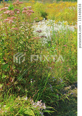 白馬五龍滑雪場的秋季埃斯卡爾花園 白馬五龍滑雪場的秋季埃斯卡爾花園 131480638