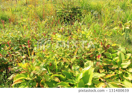 白馬五龍滑雪場的秋季埃斯卡爾花園 白馬五龍滑雪場的秋季埃斯卡爾花園 131480639