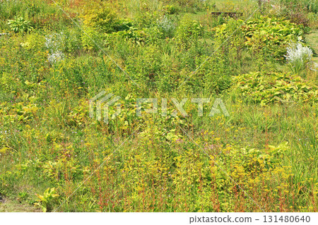白馬五龍滑雪場的秋季埃斯卡爾花園 白馬五龍滑雪場的秋季埃斯卡爾花園 131480640
