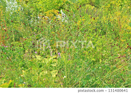 白馬五龍滑雪場的秋季埃斯卡爾花園 白馬五龍滑雪場的秋季埃斯卡爾花園 131480641
