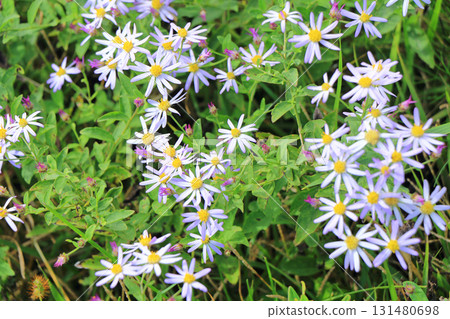 埃斯卡爾花園秋花 埃斯卡爾花園秋花 131480698