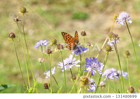 埃斯卡爾花園秋花 131480699