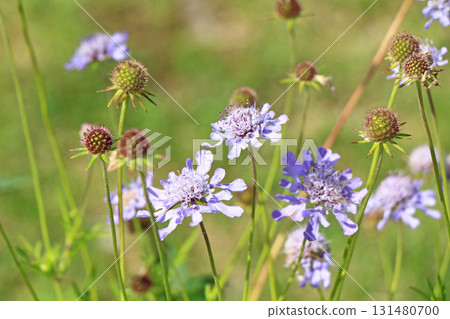 Escal Garden Autumn Flowers Escal Garden Autumn Flowers 131480700