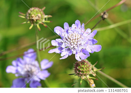 埃斯卡爾花園秋花 埃斯卡爾花園秋花 131480701