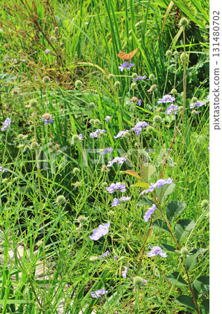 埃斯卡爾花園秋花 埃斯卡爾花園秋花 131480702