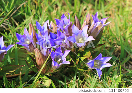 埃斯卡爾花園秋花 埃斯卡爾花園秋花 131480703