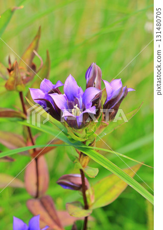 埃斯卡爾花園秋花 131480705