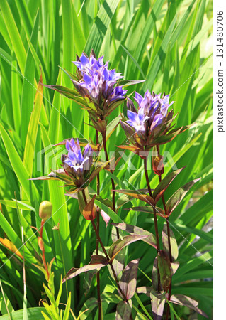 埃斯卡爾花園秋花 131480706