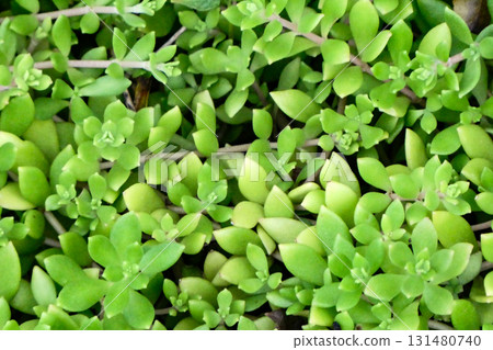 Stonecrop, which is used in salads and Japanese dishes as narum in Korea 131480740