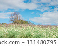  Cosmos field 131480795