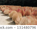 Kokia 131480796