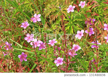 埃斯卡爾花園秋花 埃斯卡爾花園秋花 131480836