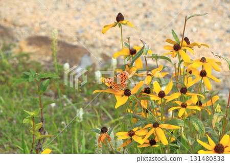 Escal Garden Autumn Flowers 131480838