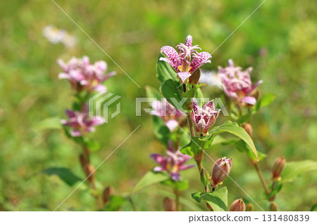Escal Garden Autumn Flowers 131480839