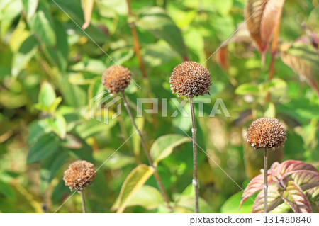 秋季的埃斯卡爾花園 秋季的埃斯卡爾花園 131480840