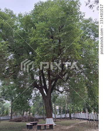 A large, mature tree with a thick trunk and spreading branches, casting dappled shade on a park bench  131481017
