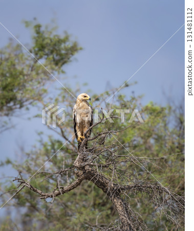 Tawny eagle or Aquila rapax bird of prey in natural green background perched on tree during earlhy winter migration at tal chhapar sanctuary rajasthan India Tawny eagle or Aquila rapax bird of prey in natural green background perched on tree during earlhy winter migration at tal chhapar sanctuary rajasthan India 131481112