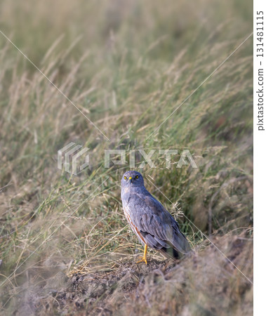Montagu harrier male or Circus pygargus with eye contact migratory bird ground perched in green grass or meadow during winter season migration at tal chhapar sanctuary churu rajasthan india asia 131481115
