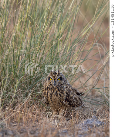 wild short eared owl or Asio flammeus bird closeup or portrait perched on ground in grassland region of forest during jungle safari in national park of india 131481116