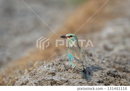 wild multi color bird Eurasian or European roller or Coracias garrulus migratory bird closeup or portrait perched on ground in grassland in winter season migration in forest safari of central india 131481118