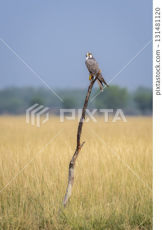 Laggar falcon or Falco jugger an angry and migratory bird Sitting on perch with green background during winter morning in an open grass field of tal chhapar blackbuck sanctuary rajasthan india asia 131481120