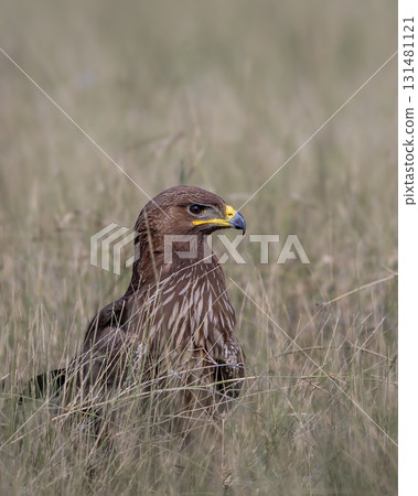 Wild Greater spotted eagle or Clanga clanga bird close up or portrait perched on ground in open grassland and winter season migration at tal chhapar blackbuck sanctuary churu rajasthan india Wild Greater spotted eagle or Clanga clanga bird close up or portrait perched on ground in open grassland and winter season migration at tal chhapar blackbuck sanctuary churu rajasthan india 131481121